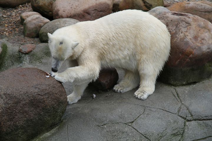 Зоопарк Дания
